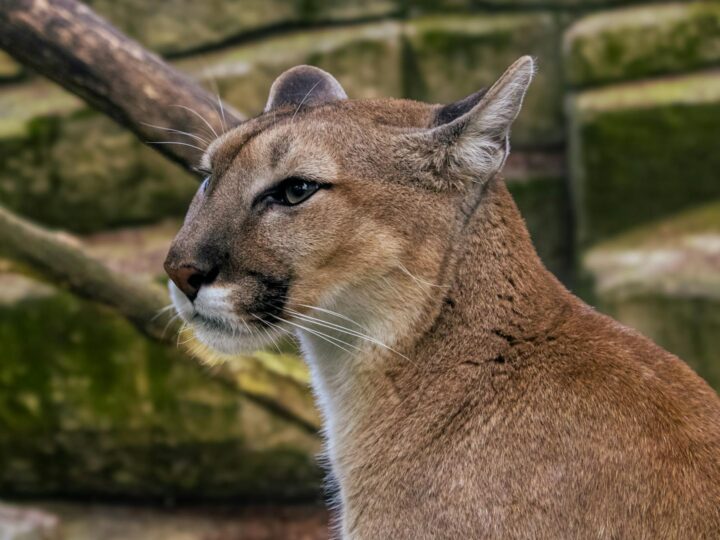 Zoo di Skopje